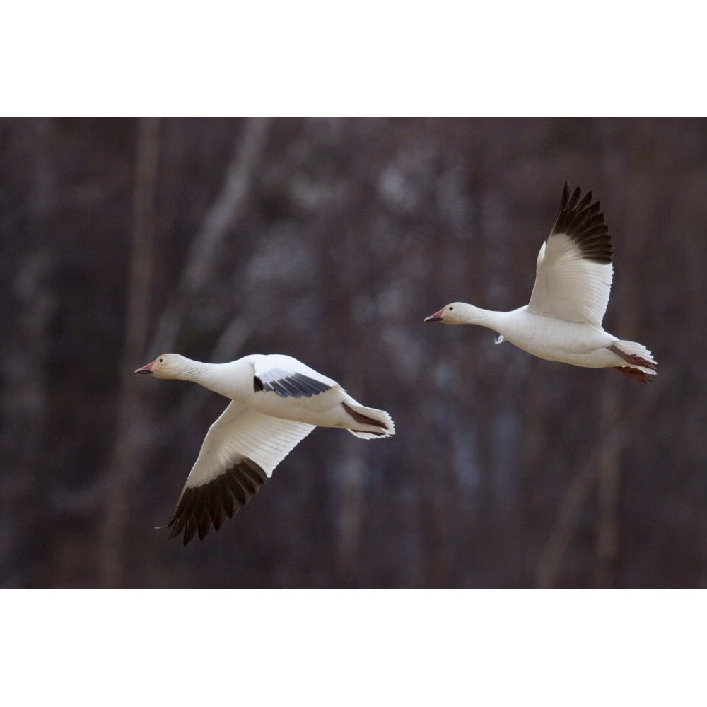 Two Snow Geese In Flight During Spring In The Matanuska Valley Southcentral Alaska Poster Print Image 2