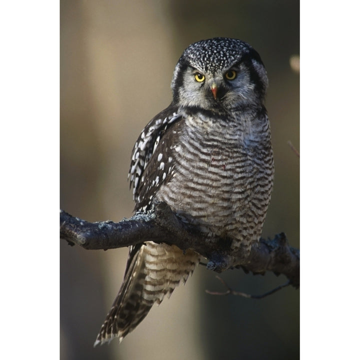 Close Up Of Hawk Owl Perched On A Branch Near Bird Creek Fall Southcentral Alaska Poster Print Image 1