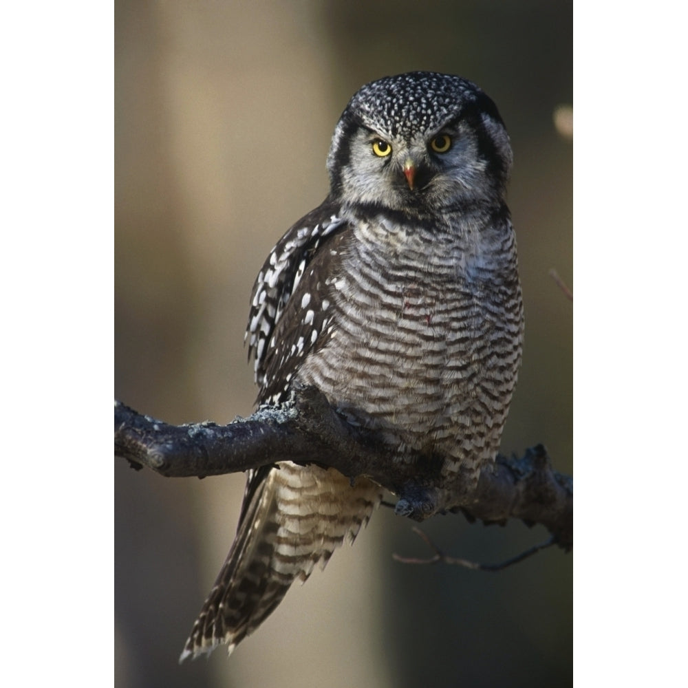 Close Up Of Hawk Owl Perched On A Branch Near Bird Creek Fall Southcentral Alaska Poster Print Image 2