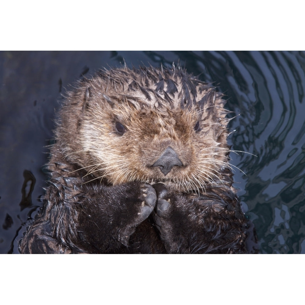 Close Up View Of A Sea Otter At The Alaska Sealife Center In Seward Kenai Image 2