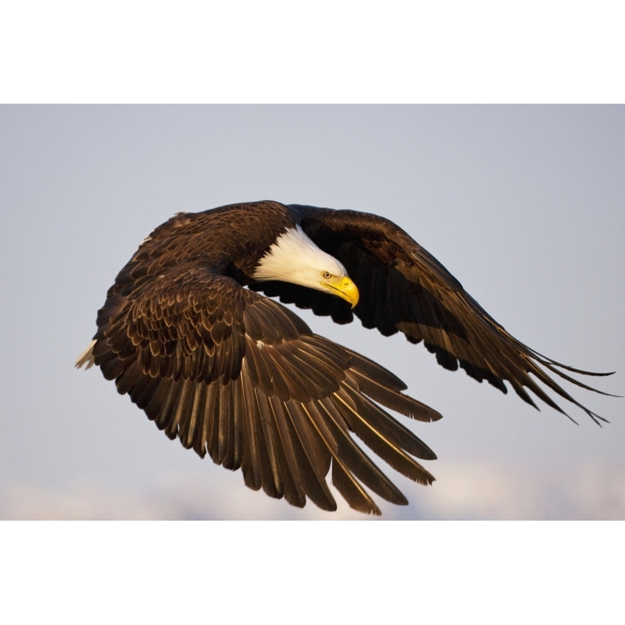 Bald Eagle Preparing To Land At Homer Spit Kenai Peninsula Alaska Poster Print Image 1