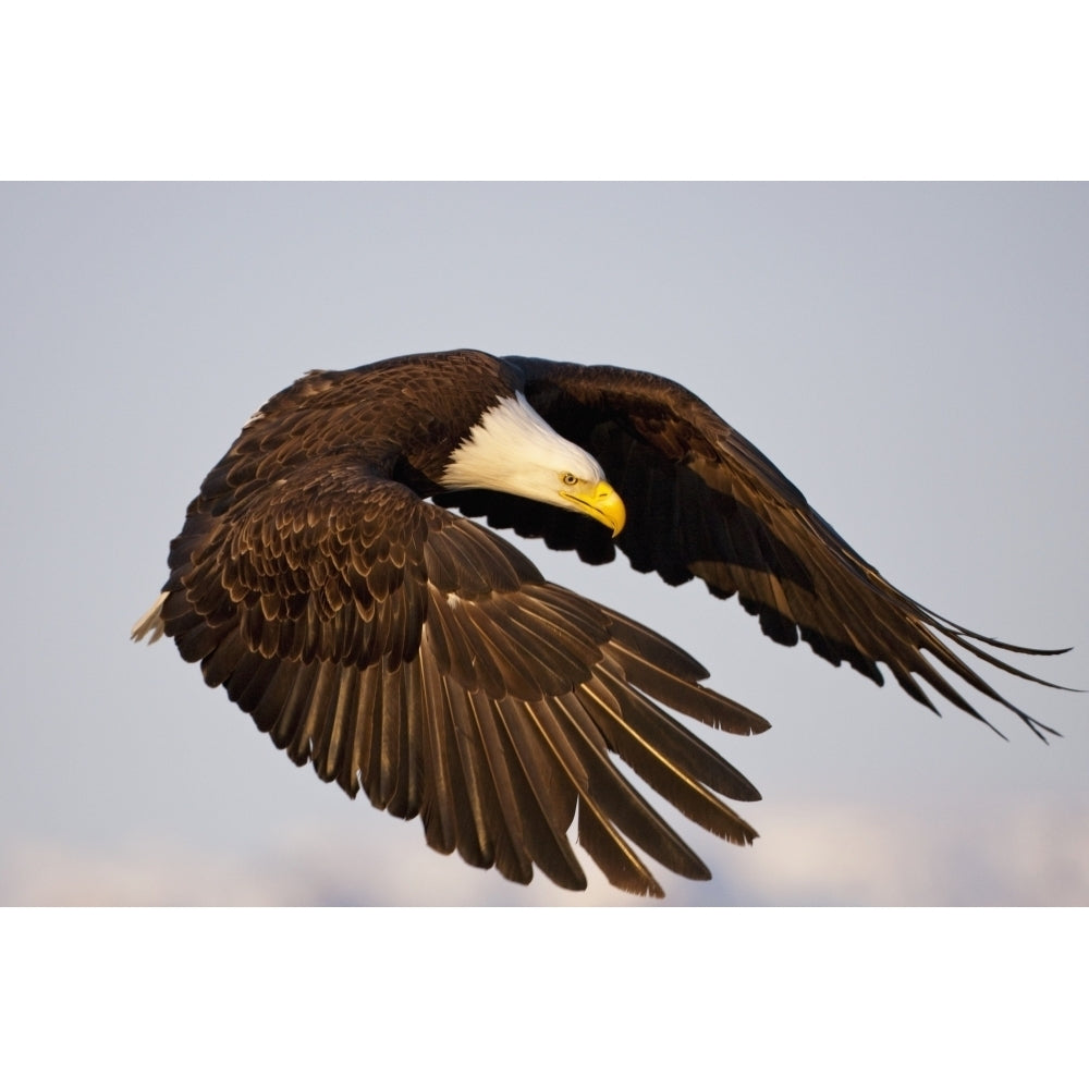 Bald Eagle Preparing To Land At Homer Spit Kenai Peninsula Alaska Poster Print Image 2