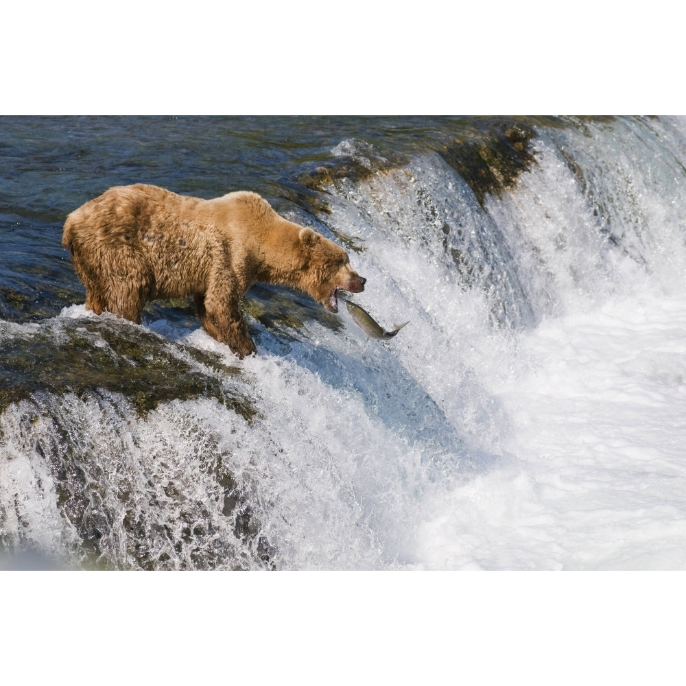 Adult Brown Bear Fishing For Salmon At Top Of Brooks Falls Katmai National Park Southwest Alaska Summer Image 1