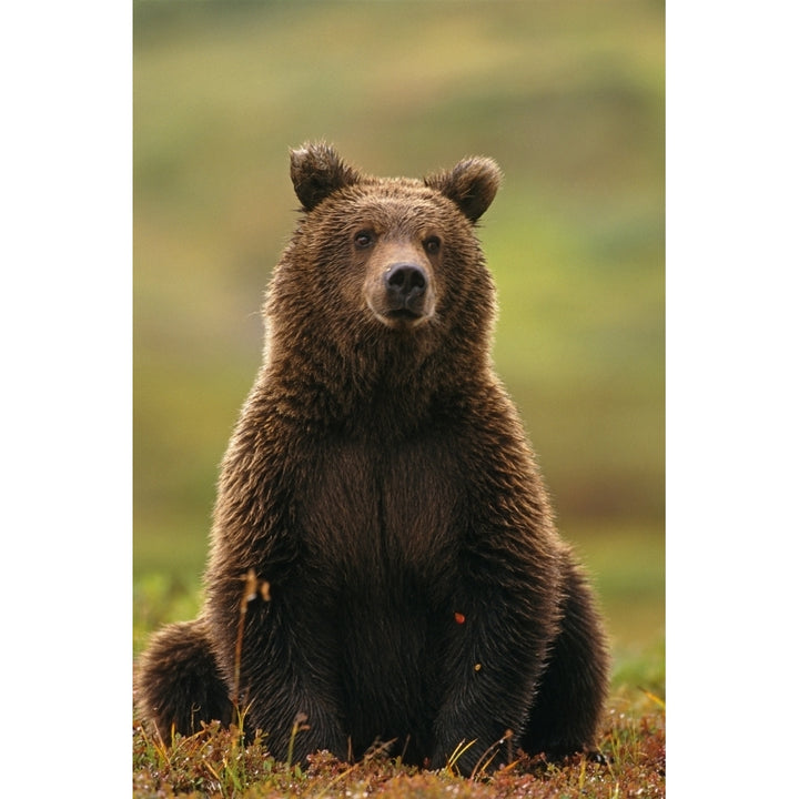 Grizzly Bear Near Hwy Pass Denali Natl Park Interior Ak Summer Portrait Poster Print Image 2