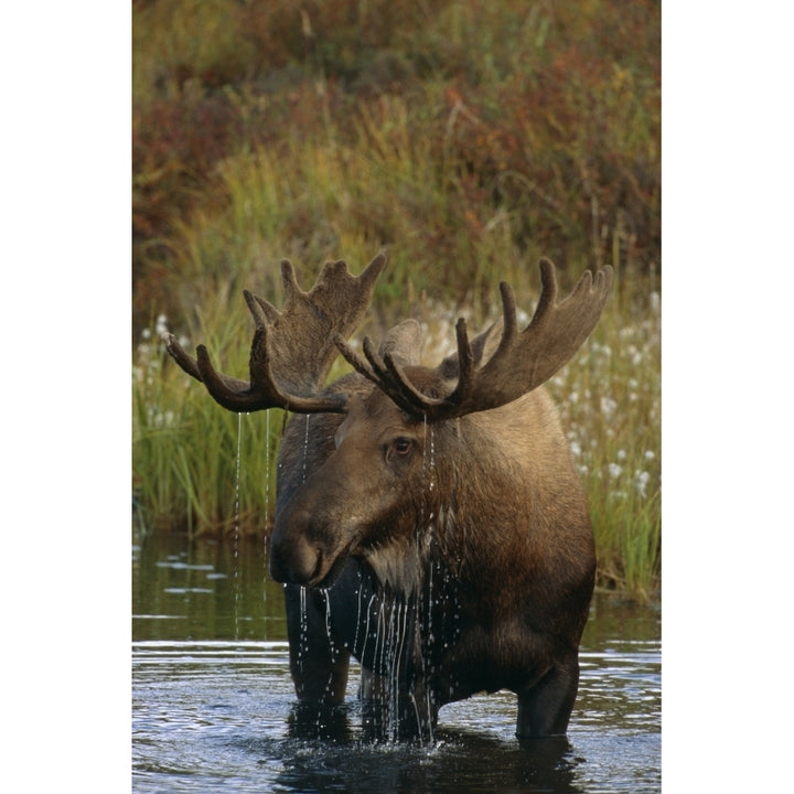 Bull Moose In Pond Near Eielson Visitor Center Ak In Denali Np Summer Poster Print Image 2