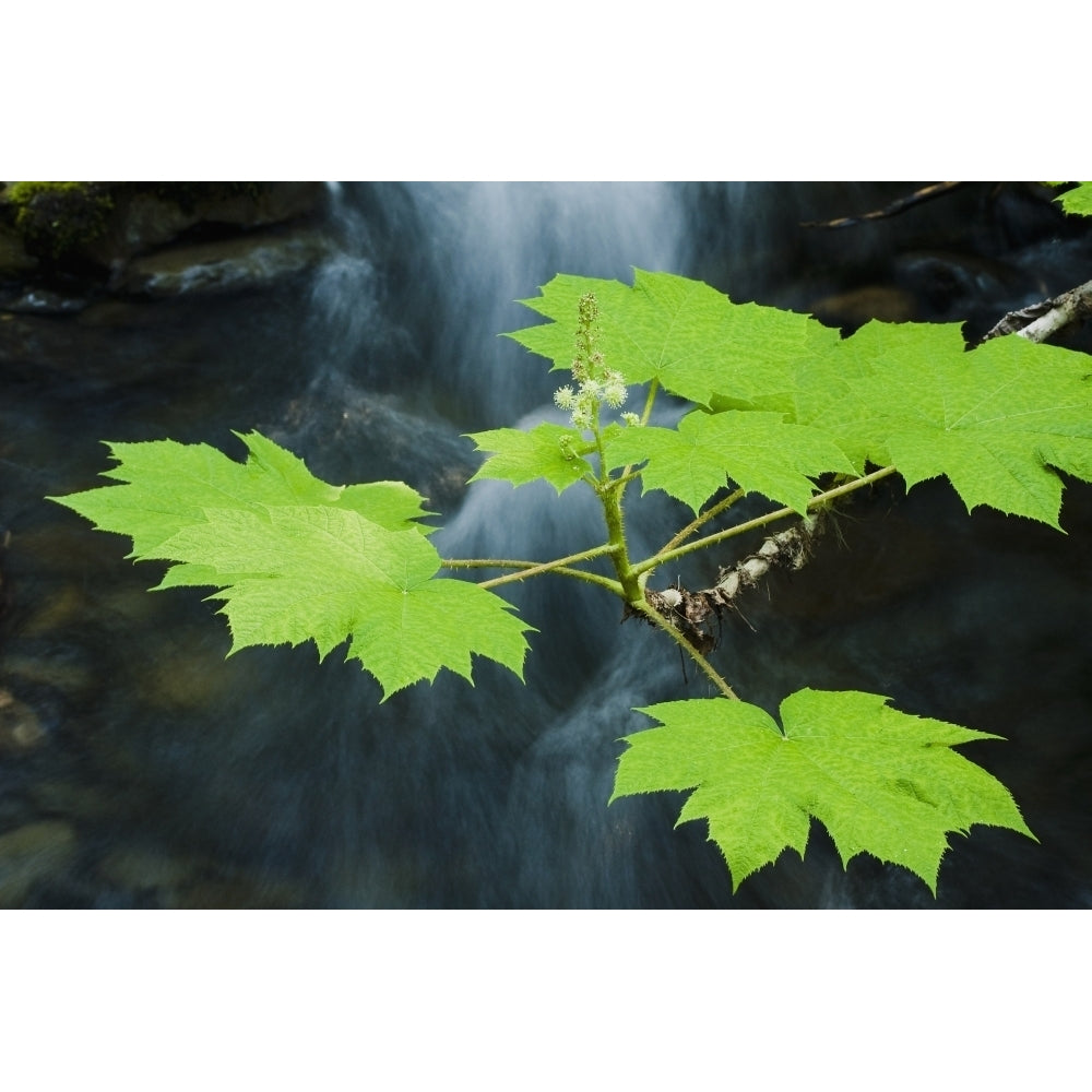 Close Up View Of A Flowering Devils Club Plant Near Winner Creek In Girdwood Southcentral Alaska Summer Image 1