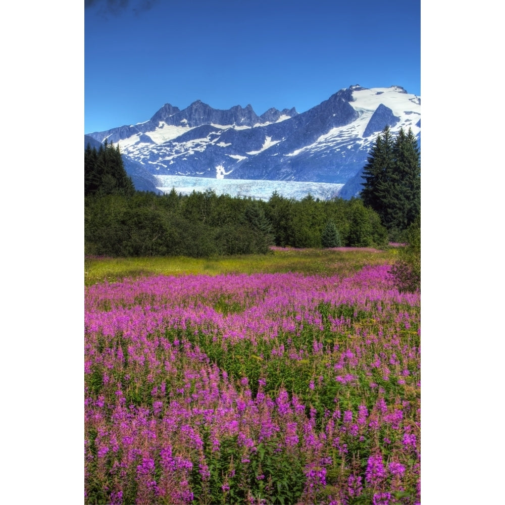 View Of The Mendenhall Glacier With A Field Of Fireweed In The Foreground Southeast Alaska Summer Hdr Image Image 2