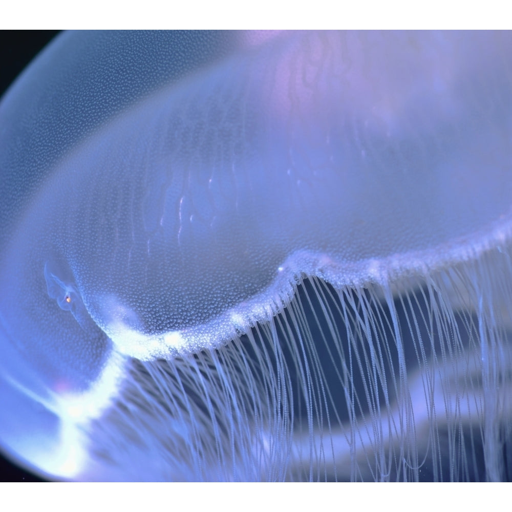 Underwater View Of A Moon Jellyfish British Columbia Canada Poster Print Image 2