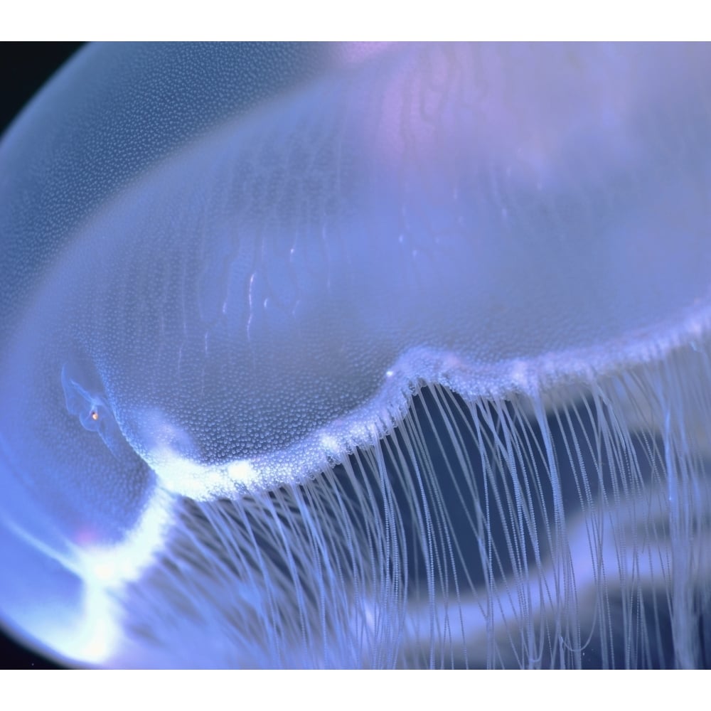 Underwater View Of A Moon Jellyfish British Columbia Canada Poster Print Image 1