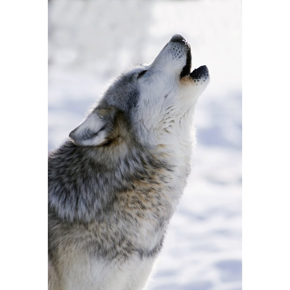 Captive Gray Wolf Howling Winter Poster Print Image 1