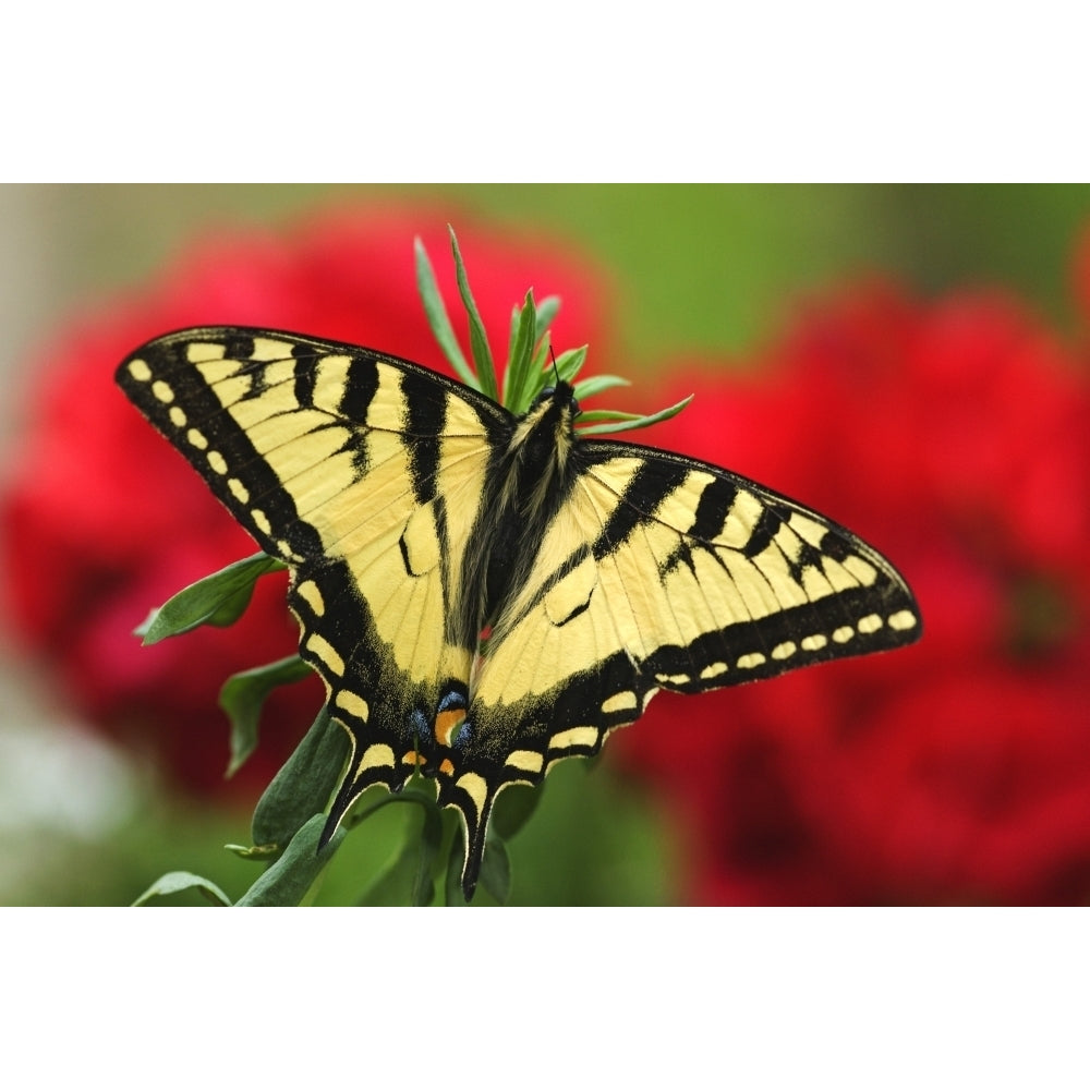 Close Up Of A Canadian Tiger Swallowtail Butterfly With Red Geraniam Flowers In Background Poster Print Image 2