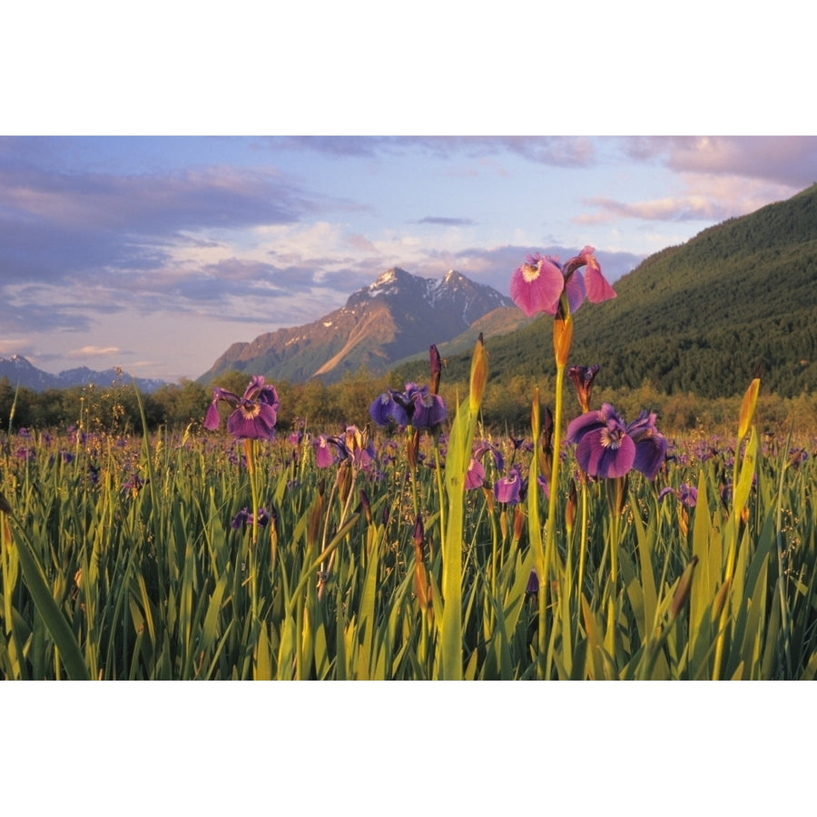 Wild Iris Blooming In Front Of Pioneer Peak Sc Alaska Summer Mat-Su Valley Poster Print Image 1