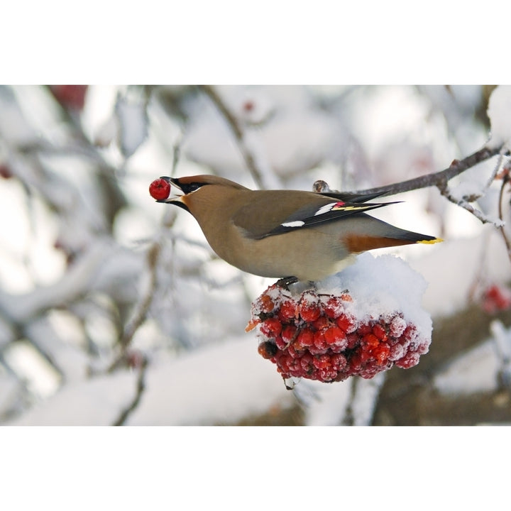 A Bohemian Waxwing Feeding On Mountain Ash Berries Anchorage Southcentral Alaska Winter Poster Print Image 2