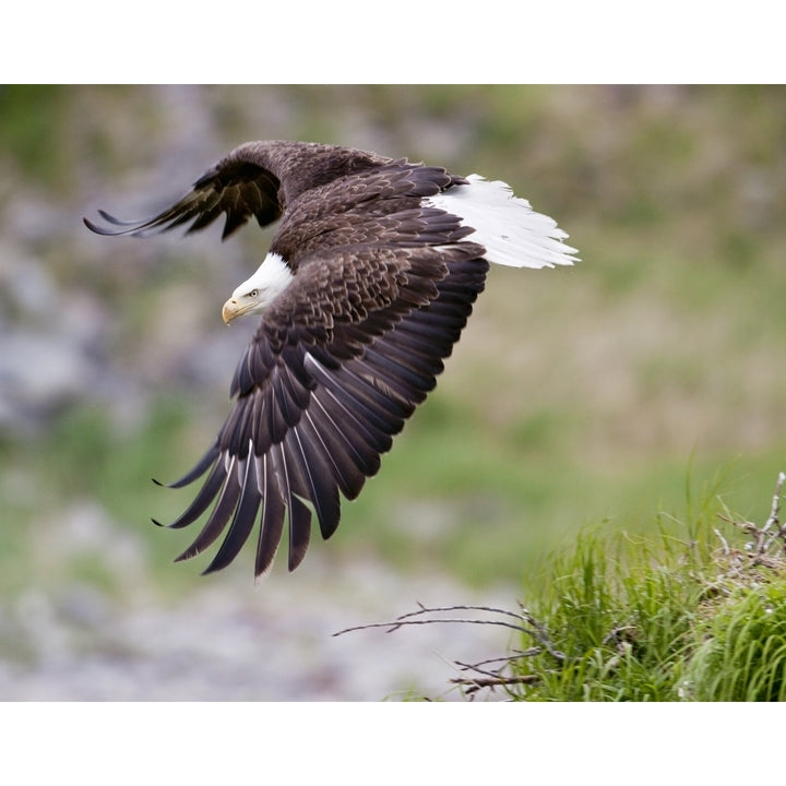 An Female Eagle Flys Protectively Over Her Nest High In The Rocks Near Kukak Bay Katmai National Park Southwest Alaska 1 Image 1