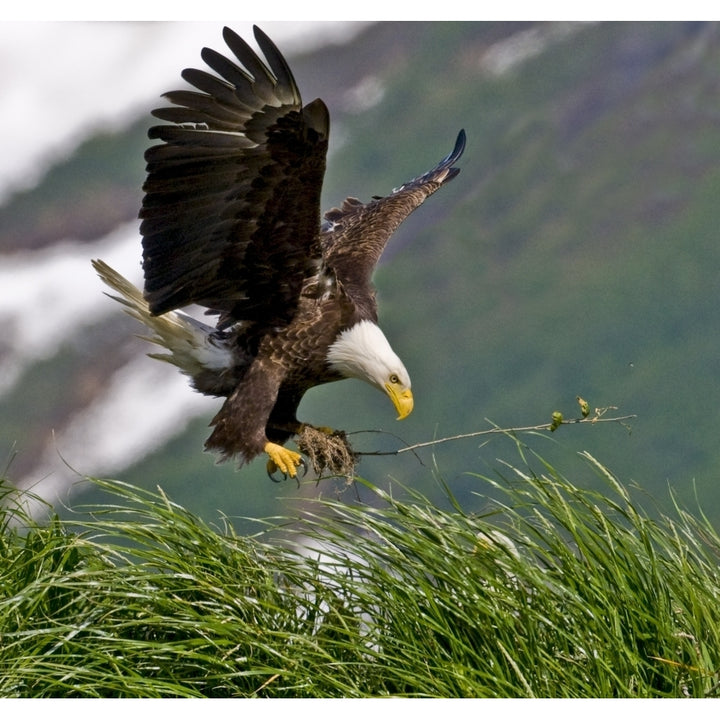 Bald Eagle Gathering Materials For A Nest Kukak Bay Katmai National Park Southwest Alaska Summer Print Image 1