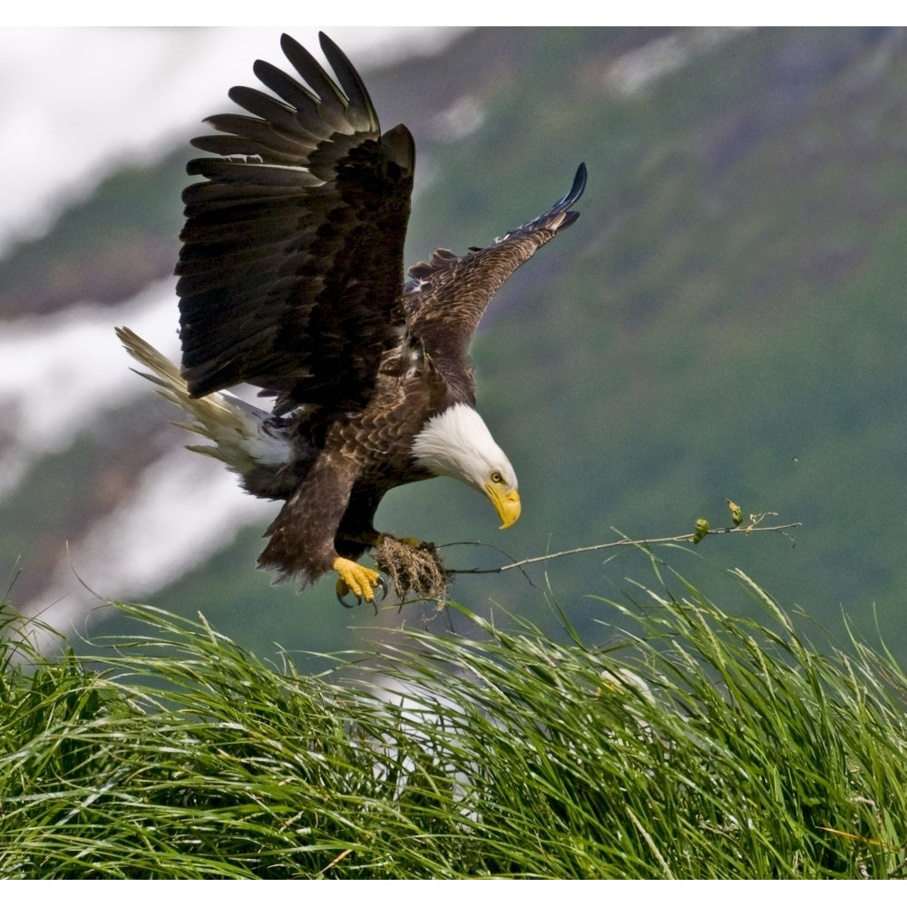 Bald Eagle Gathering Materials For A Nest Kukak Bay Katmai National Park Southwest Alaska Summer Print Image 1