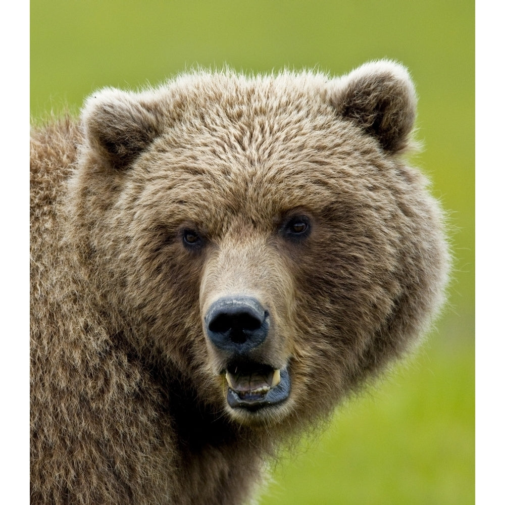 Close Up Of Brown Bear In Sedge Grasses In Hallo Bay Katmai National Park Southwest Alaska Summer Print Image 1