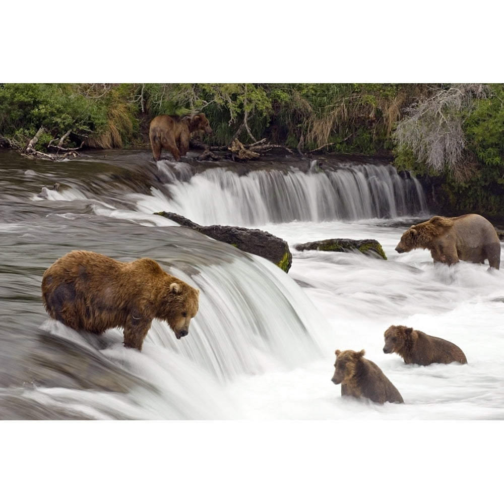 Grizzly Bears Fish At Brooks Falls In Katmai National Park Alaska Poster Print Image 1