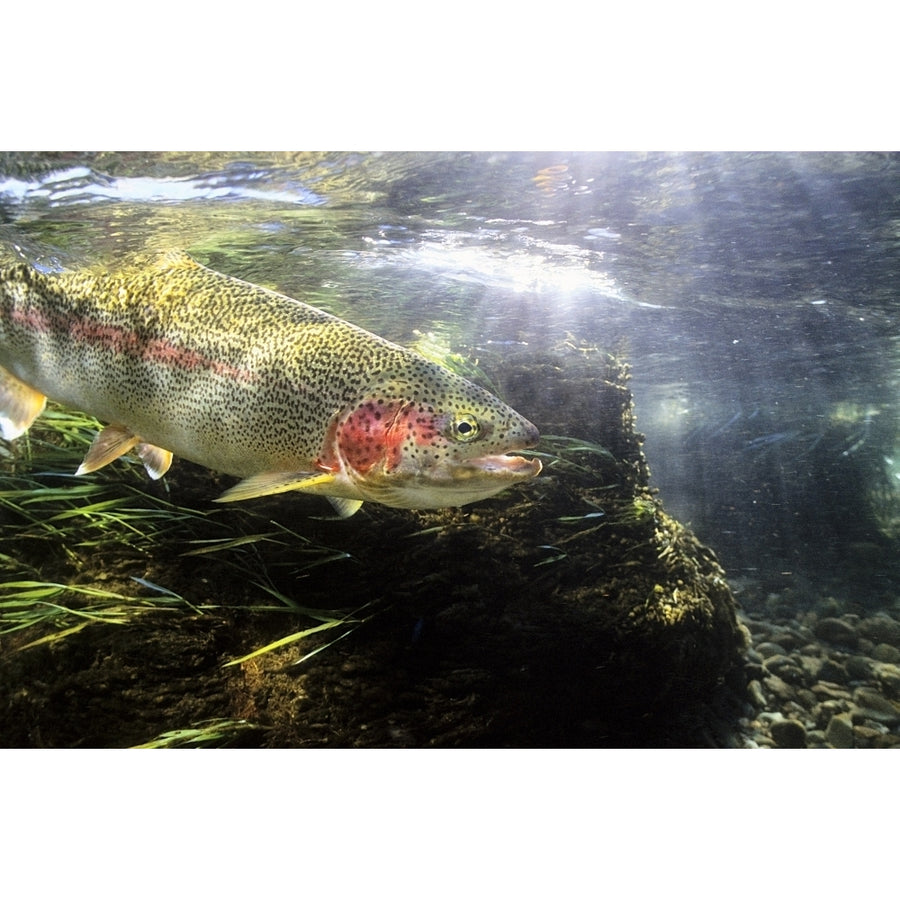 Rainbow Trout In The Kulik River Katmai National Park Southwestern Alaska Summer Poster Print Image 1