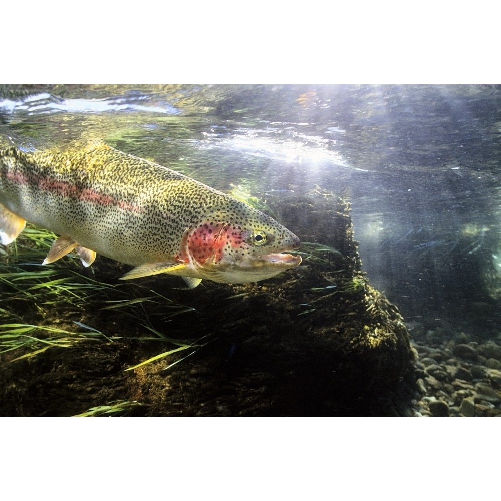 Rainbow Trout In The Kulik River Katmai National Park Southwestern Alaska Summer Poster Print Image 2