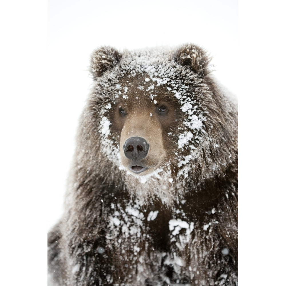 Captive Male Brown Bear With A Frosty Face Lying On Snow Alaska Wildlife Image 2