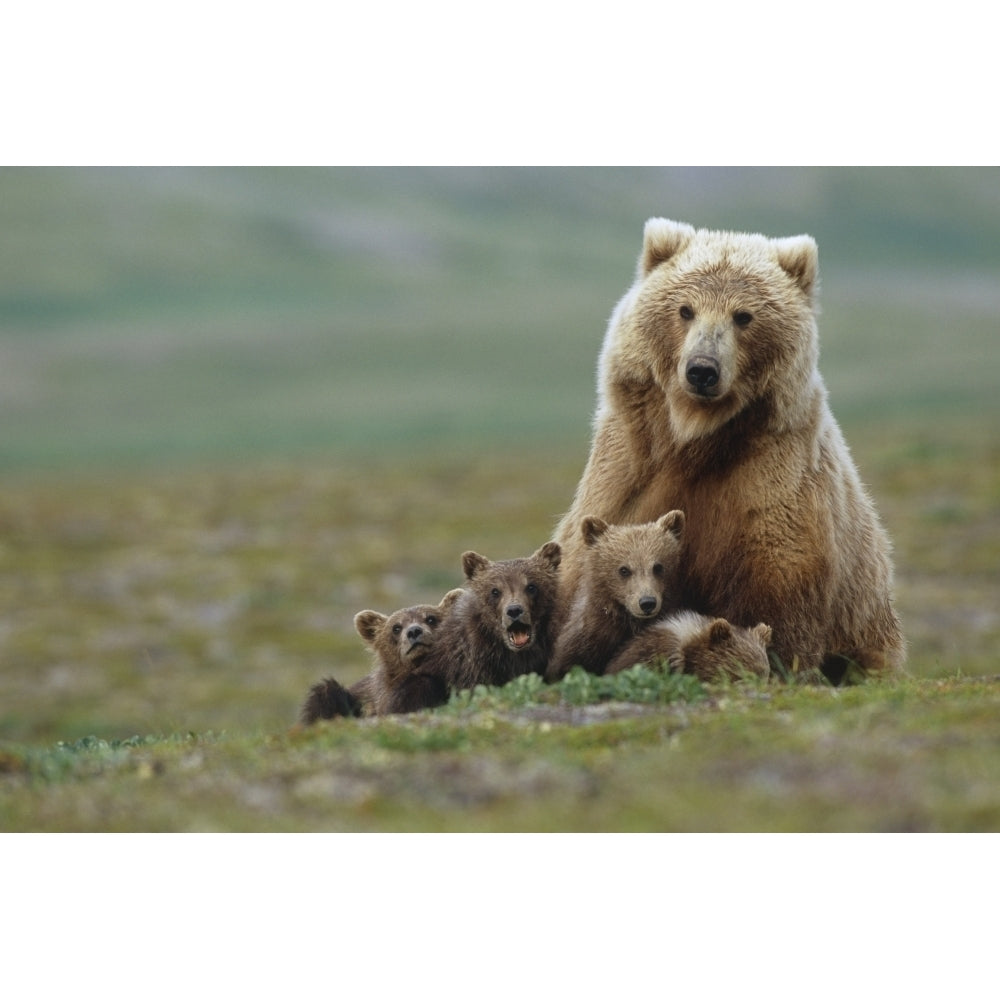 Grizzly Bear Sow W/4 Young Cubs Near Moraine Creek Katmai National Park Southwest Alaska Summer Poster Print Image 2