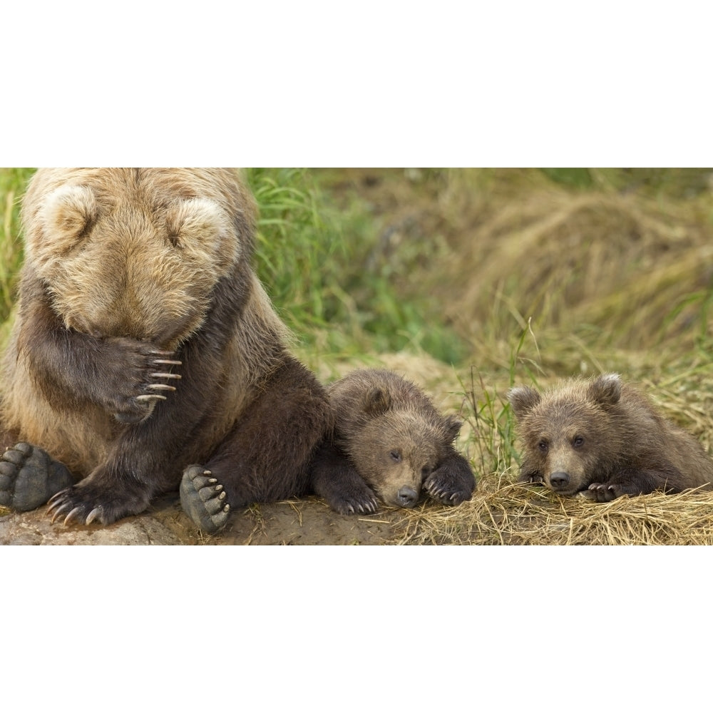 A Brown Bear Mother And Her Cubs Rest On The Bank Of Grizzly Creek In Katmai National Park Southwest Alaska Summer by Image 1