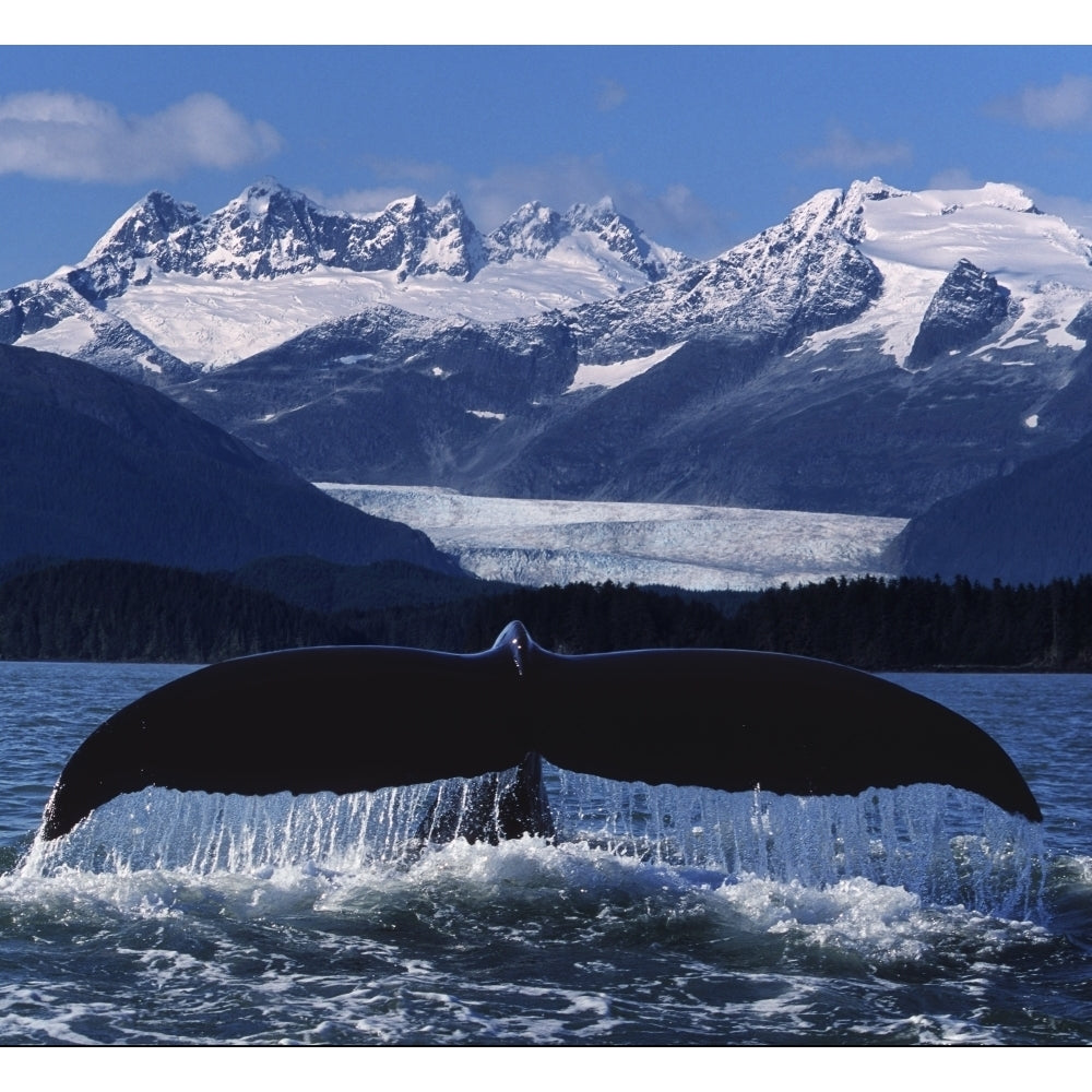 Humpback Whale Tail In Front Of Glacier Composite by John Hyde / Design Pics Image 2