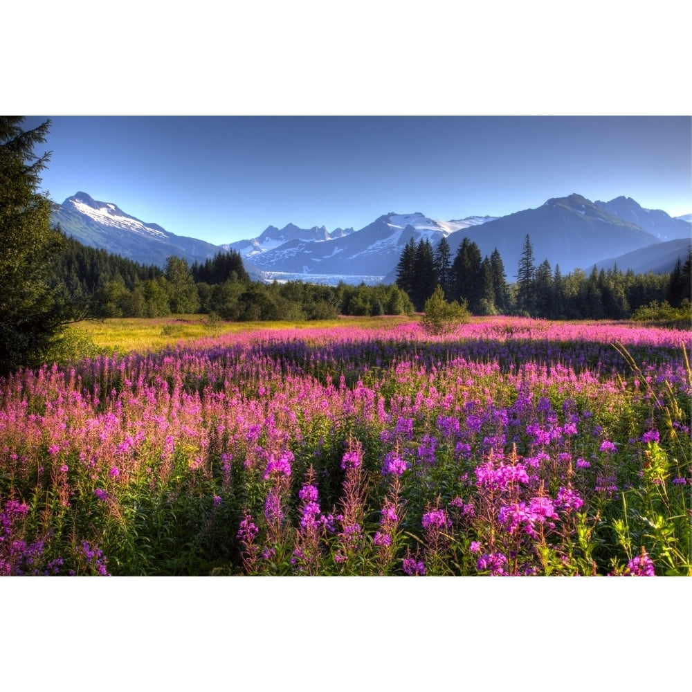 Scenic View Of The Mendenhall Glacier With A Field Of Fireweed In The Foreground Southeast Alaska Hdr Image Image 2