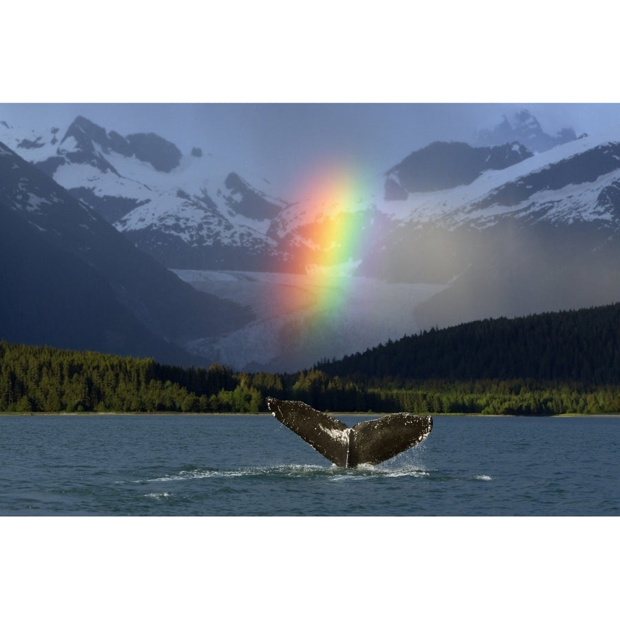 Composite: Bright Rainbow Appears Over Eagle Beach After A Rain Shower With A Fluking Humpback Whale In The Foreground 1 Image 1