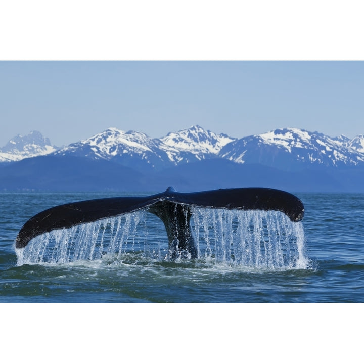 Humpback Whale Fluking In Lynn Canal With Chilkat Mountains In The Distance Image 1