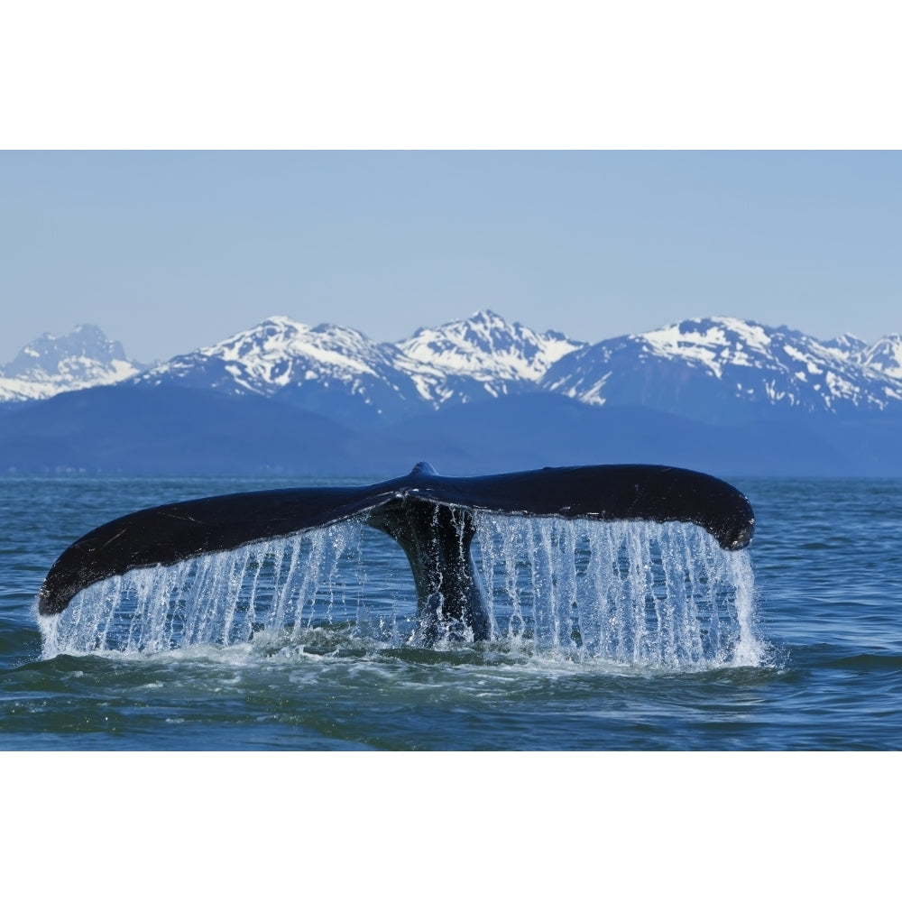 Humpback Whale Fluking In Lynn Canal With Chilkat Mountains In The Distance Image 2