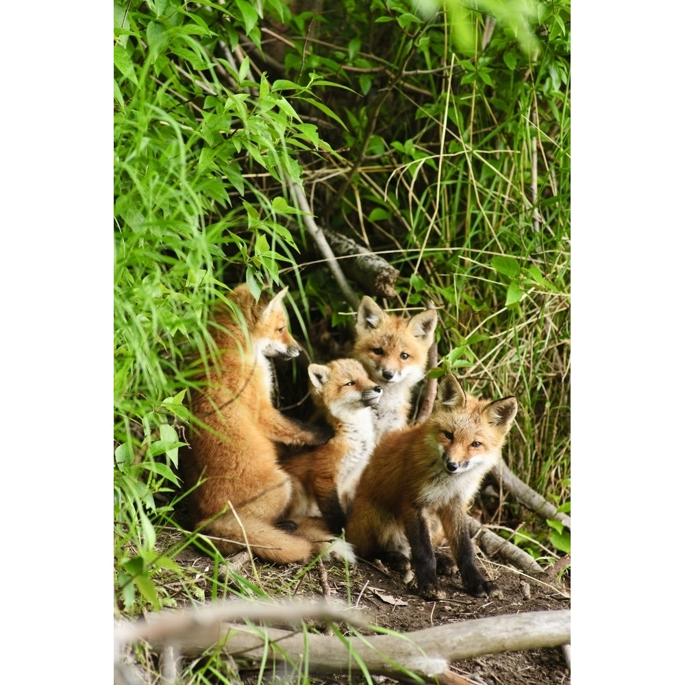 Red Fox Kits Playing Close To Their Den During Summer In Alaska Poster Print Image 2