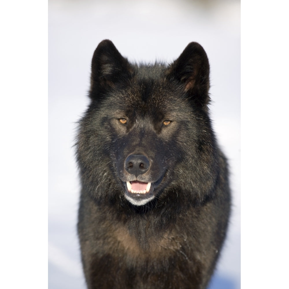 Close-Up Archipelago Wolf In Black Color Phase Standing On Snow Field Southeast Alaska Winter Tongass Nat Forest 11 x 17 Image 2