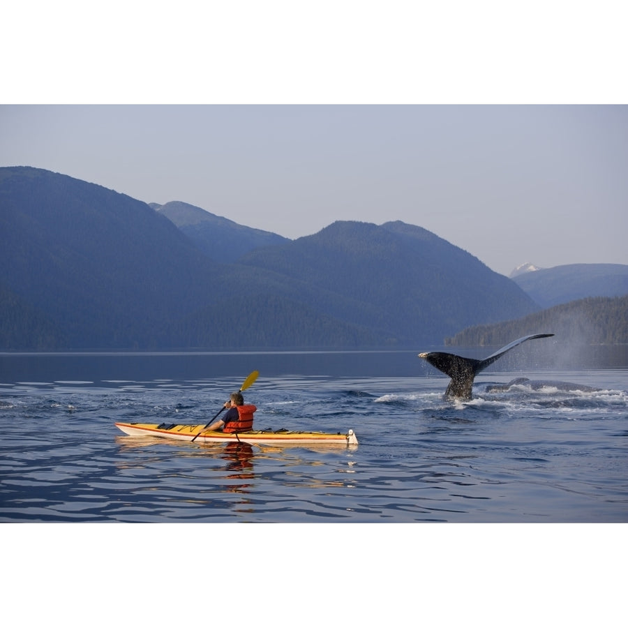 Man Sea Kayaking Near Swimming Pod Of Humpback Whales Inside Passage Southeast Alaska Summer Composite Print Image 1