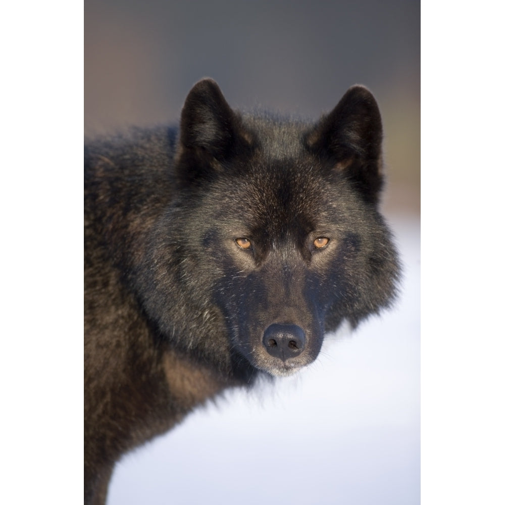 Close-Up Archipelago Wolf In Black Color Phase Standing On Snow Field Southeast Alaska Winter Tongass Nat Forest 22 x 34 Image 2