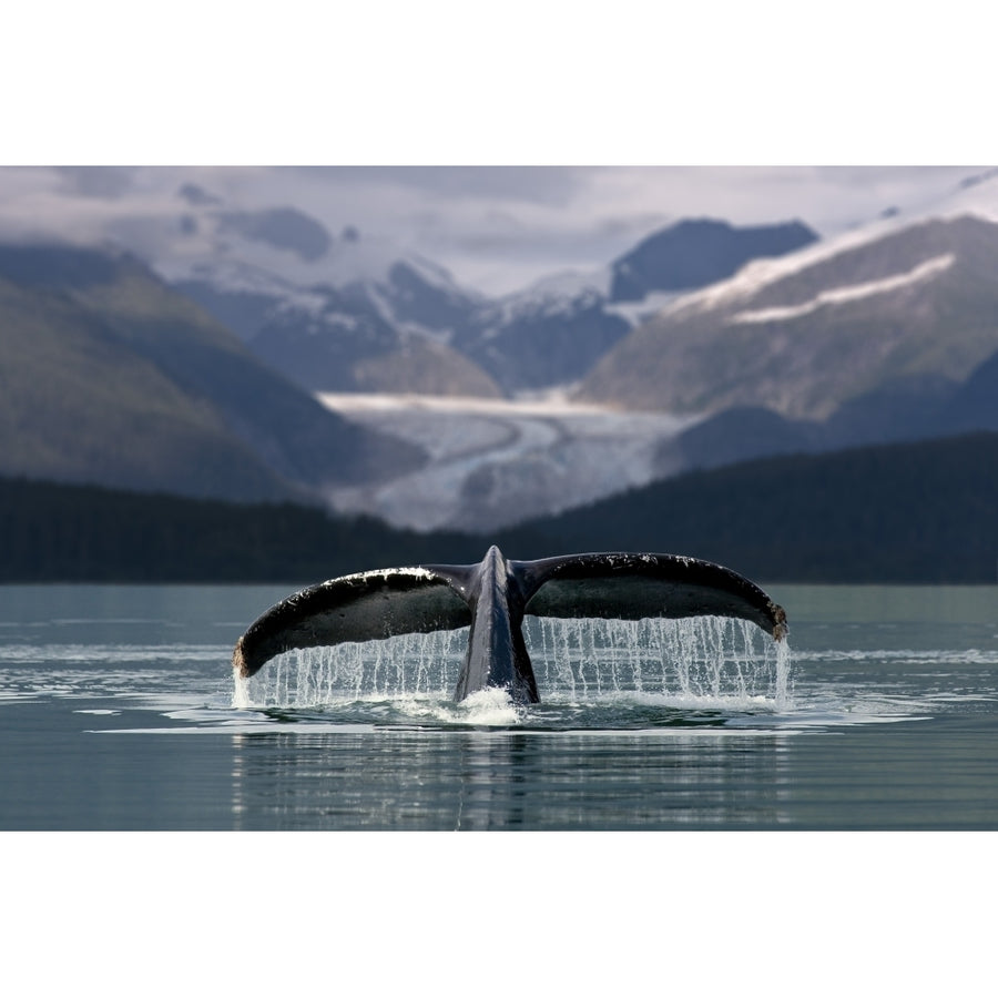 Composite Humpback Whale Shows Fluke With Herbert Glacier And Eagle Beach State Recreation Area In The Background Near J Image 1