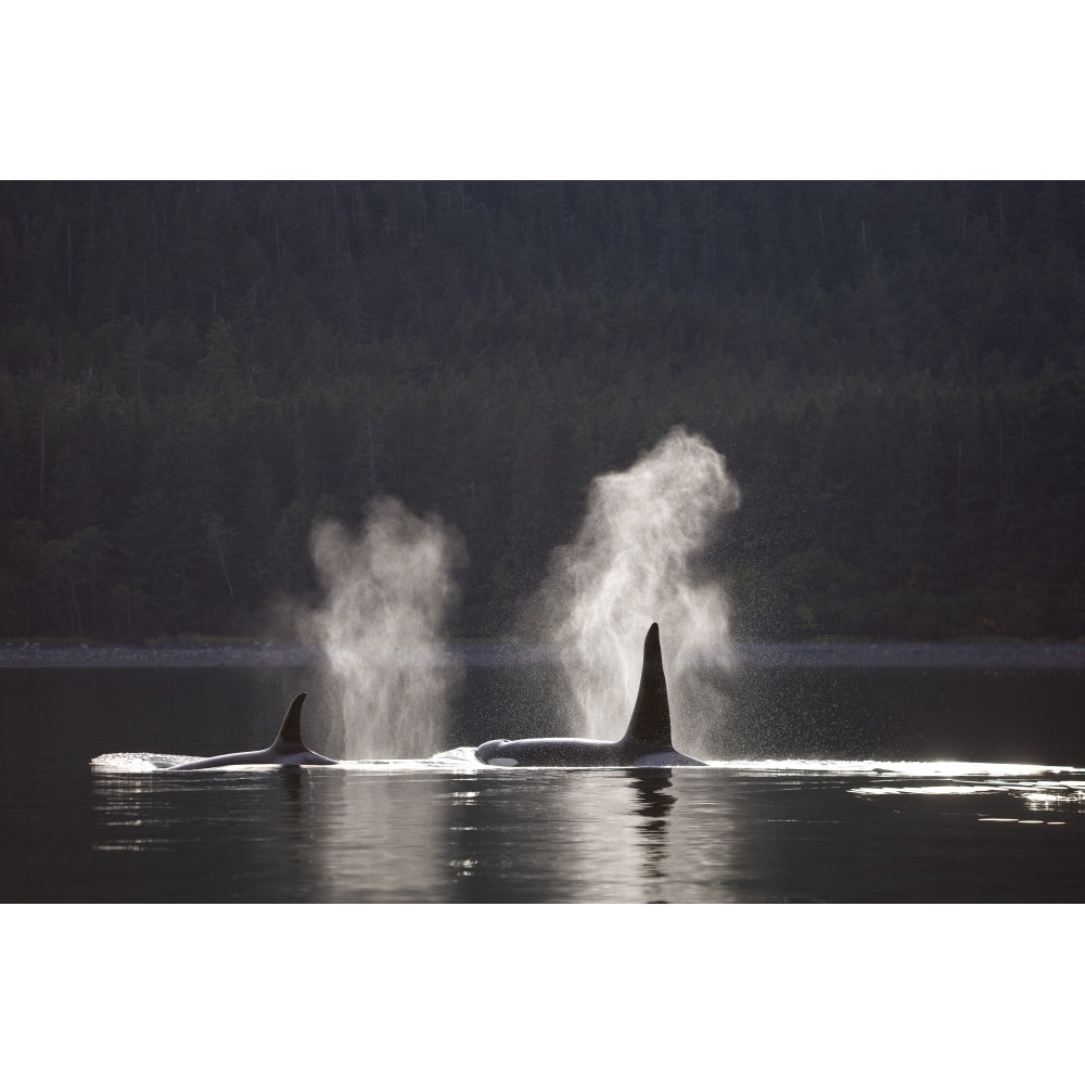 Orca Whales Surface Along A Forested Shoreline In Alaskas Inside Passage Image 1