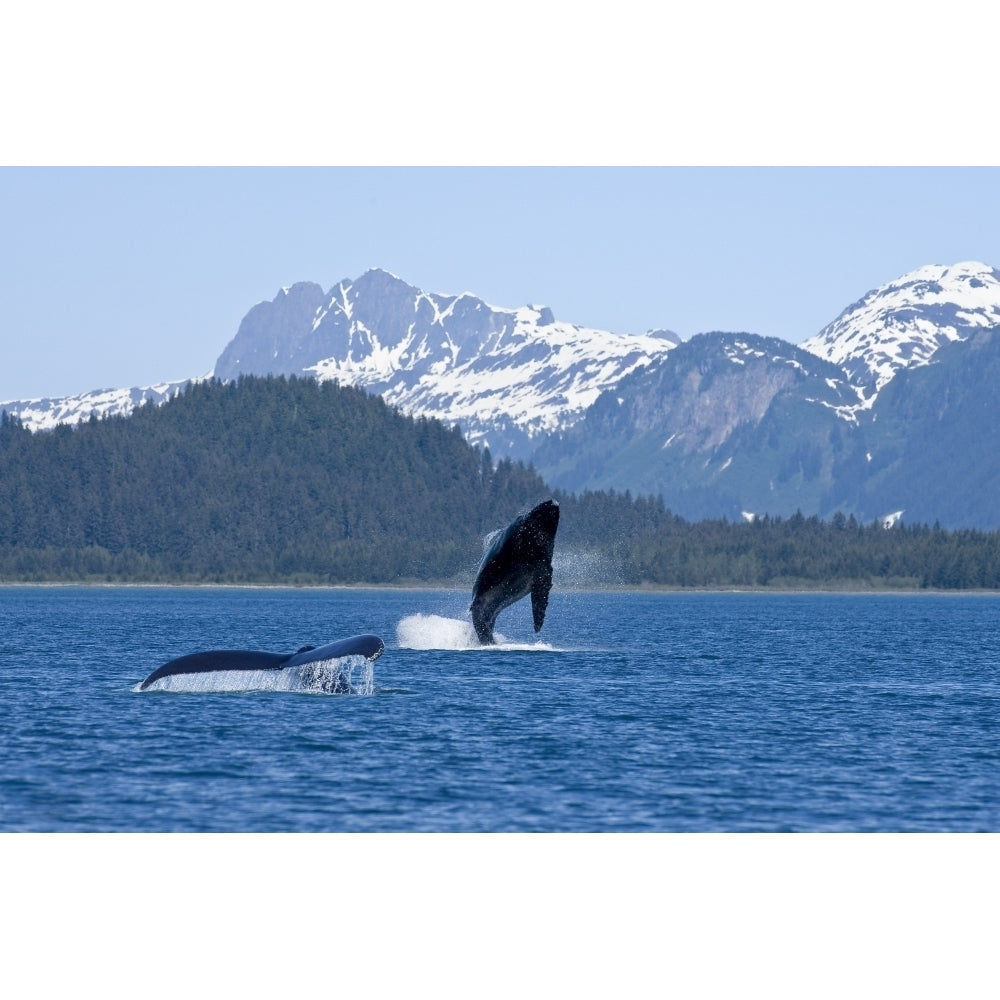 A Humpback Whale Calf Breaches As Its Mother Swims At The Surface Nearby Dundas Image 2