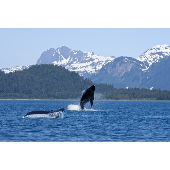 A Humpback Whale Calf Breaches As Its Mother Swims At The Surface Nearby Dundas Image 1