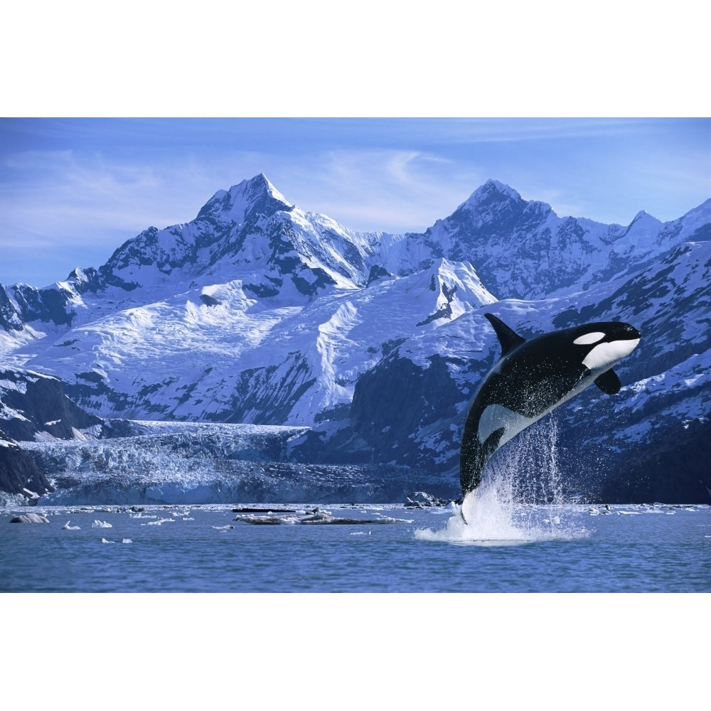 Orca Whale Breaching Glacier Bay Composite Se Poster Print Image 1