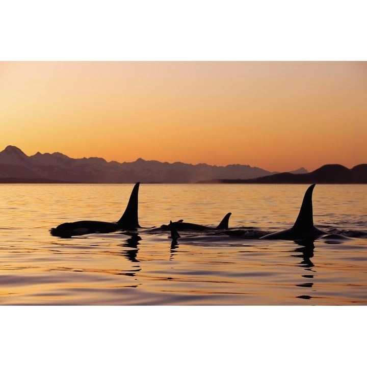 Orca Whales Surface In Lynn Canal At Sunset With Coast Range In The Background Alaska. Poster Print Image 1