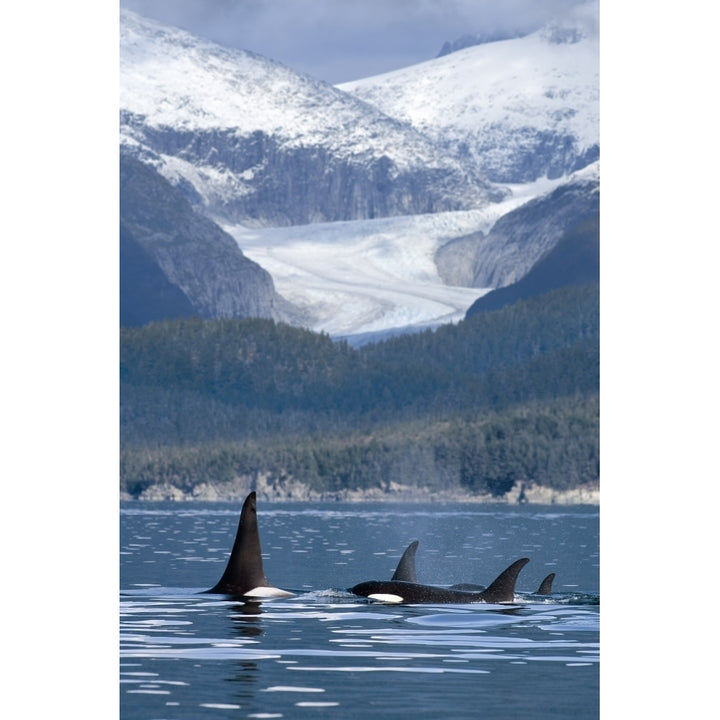 A Pod Of Orca Whales Surface In Favorite Passage Near Juneau With Eagle Glacier And Coast Range In The Background Alask Image 1