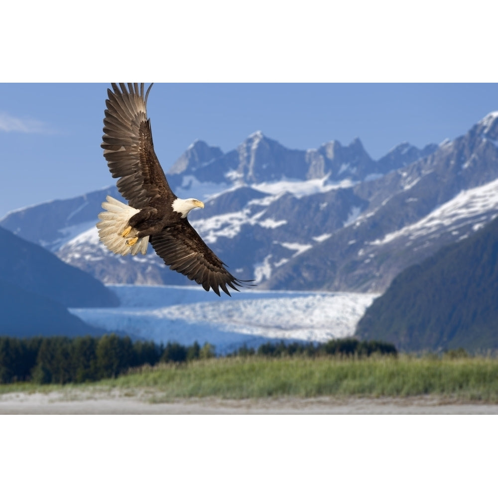 Bald Eagle In Flight With Mendenhall Glacier In Background Tongass National Forest Inside Passage Southeast Alaska Summe Image 1