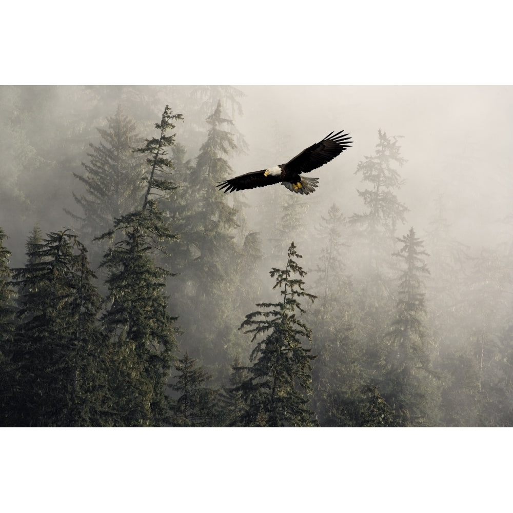 Bald Eagle Soaring In Flight Through Misty Tongass Nat Forest Se Alaska Summer Composite Poster Print Image 1