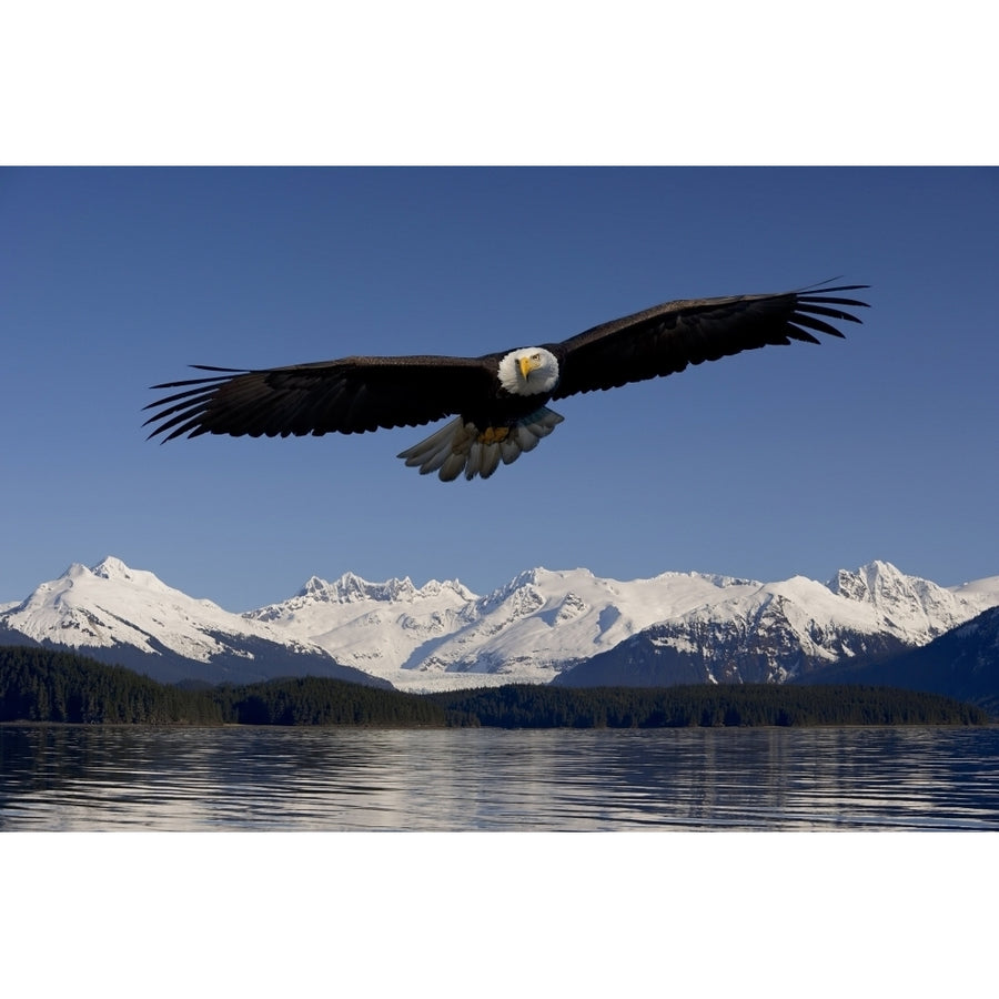 Bald Eagle In Flight Inside Passage Tongass National Forest Se Alaska Spring Composite Poster Print Image 1