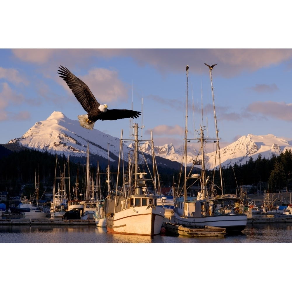 Bald Eagle In Flight Through Auke Bay Boat Harbor Juneau Alaska Composite Poster Print Image 2