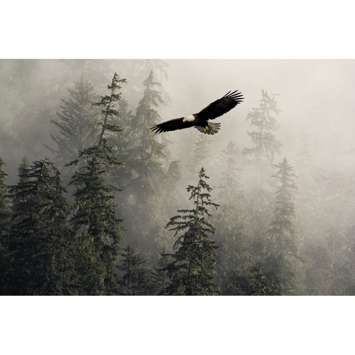 Bald Eagle Soaring In Flight Through Misty Tongass Nat Forest Se Alaska Summer Composite Poster Print Image 2