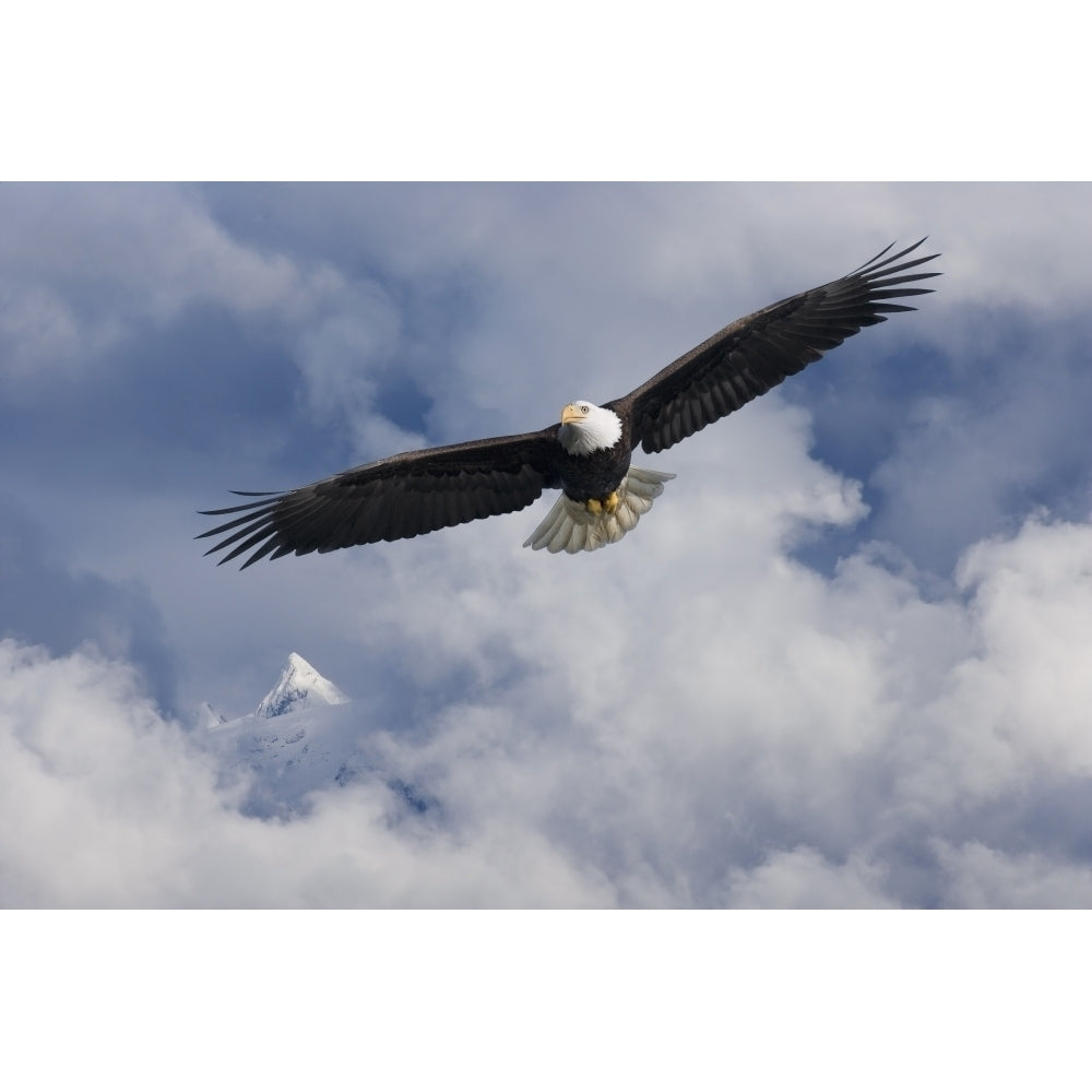 Bald Eagle In Flight Tongass National Forest Inside Passage Southeast Alaska Summer Composite Poster Print Image 1