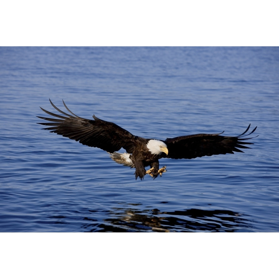 A Bald Eagle Swoops In With Talons Extended Just Before Catching A Fish From The Ocean In Southeast Alaska. Image 1